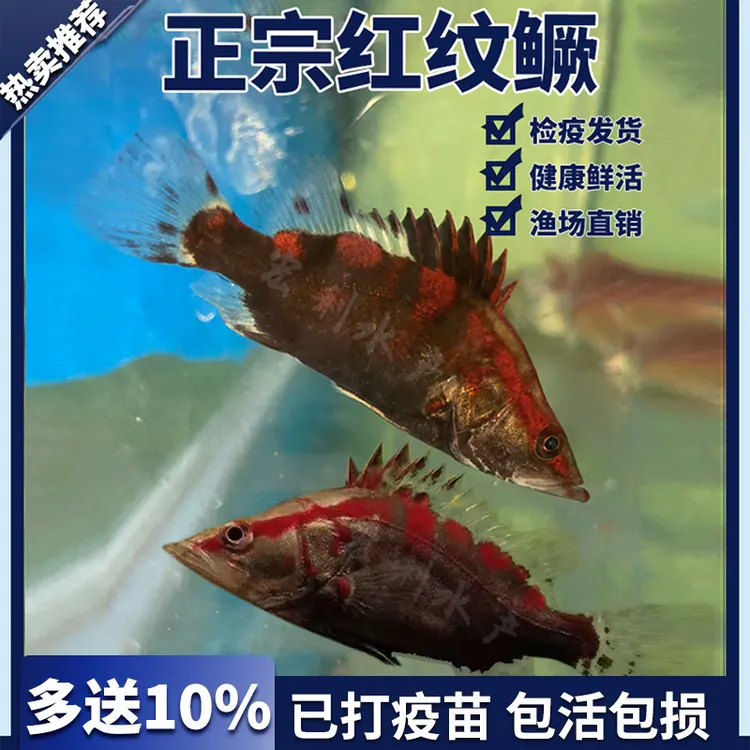 正宗红纹鳜鱼苗桂花鱼苗红鳜鱼苗淡水养殖食用饲料鳜斑鳜渔场直销