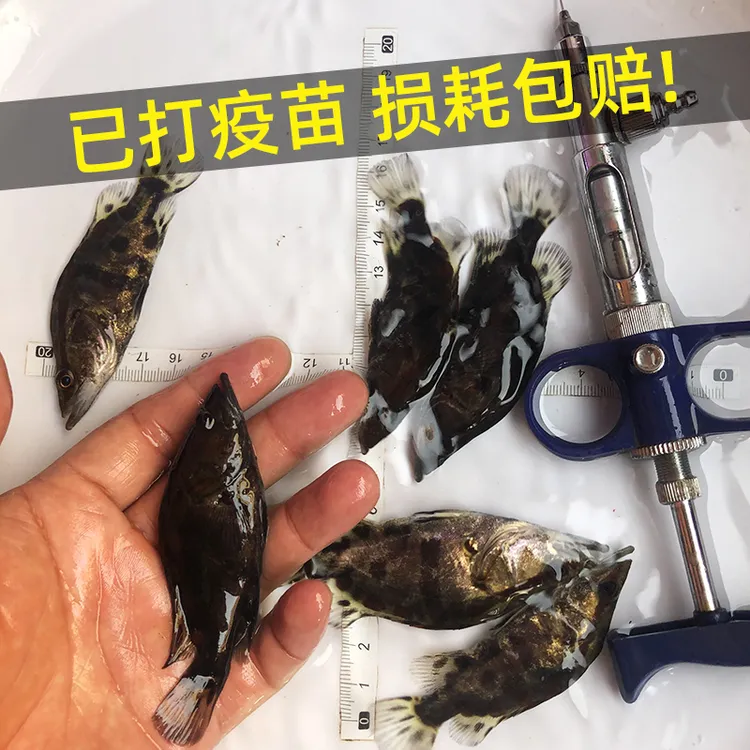 桂花鱼苗鳜鱼苗小阿鳜淡水鱼养殖食用活体肉食性桂鱼路亚观赏鱼苗