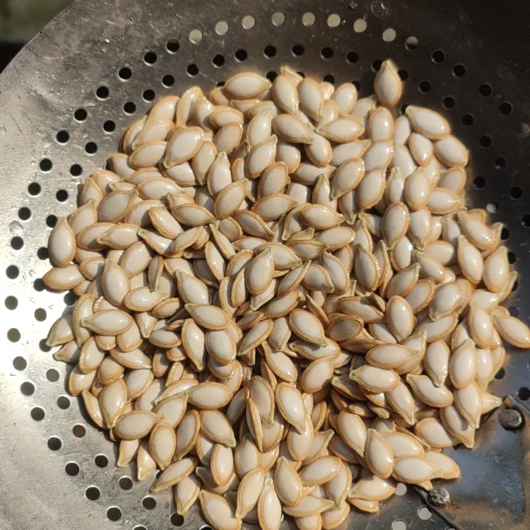 生南瓜子新货原味当季贵州产南瓜子新鲜未炒晒干生南瓜子无添加