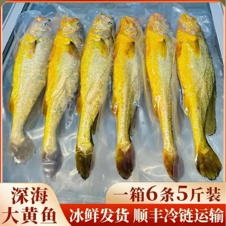 一箱六条五斤装，正宗宁德深海大黄鱼冰鲜发货深夜捕捞顺丰包邮