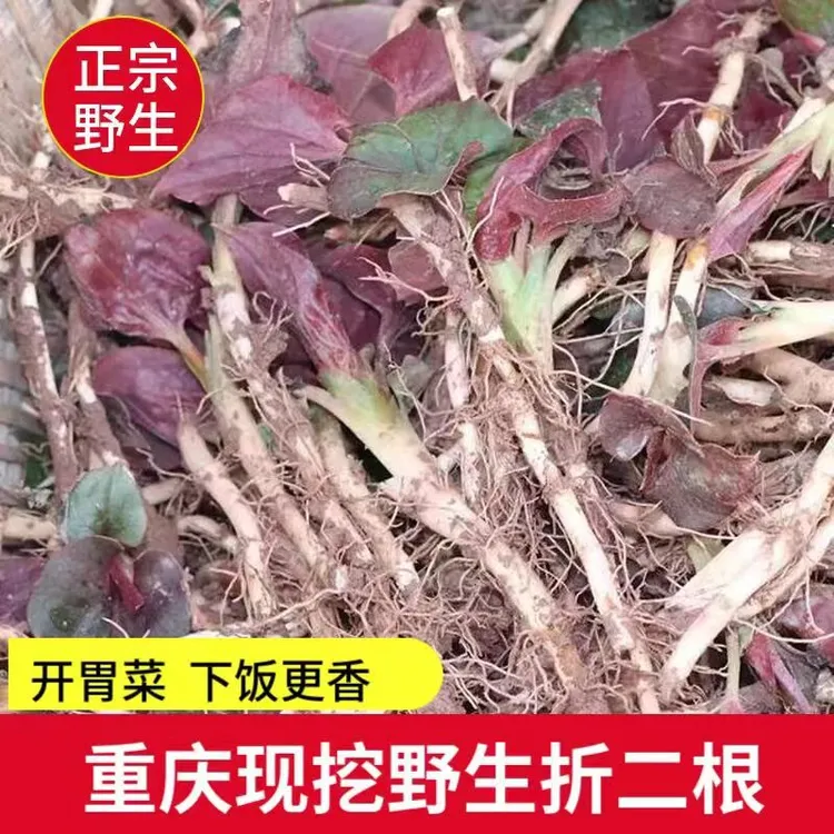 重庆野生折耳根新鲜嫩牙鱼腥草现挖折耳根不洗带泥发货
