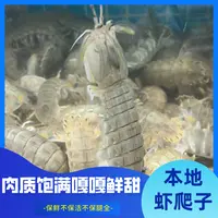 庄河中大号皮皮虾【三斤起】保鲜保肥不包活【中大号嫌小勿拍】