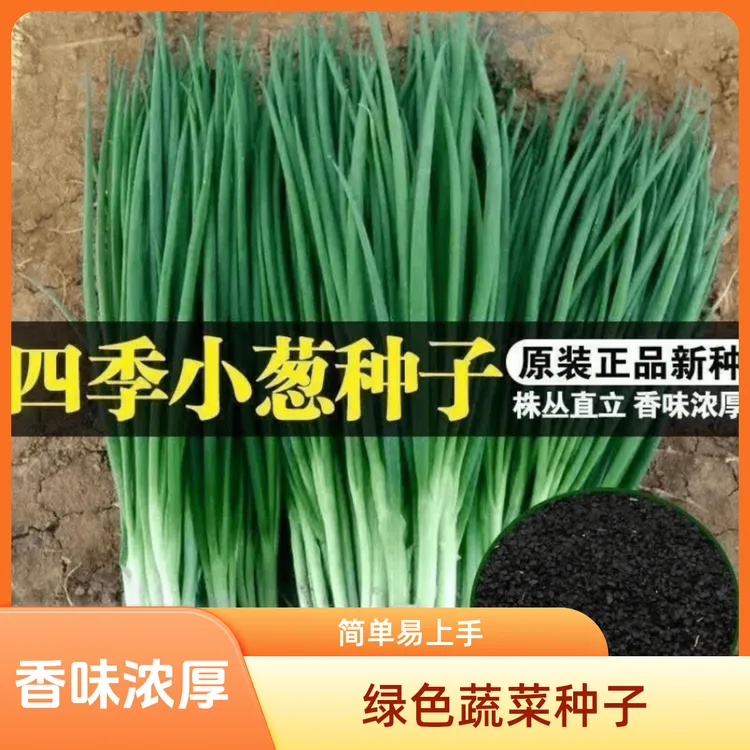 【15天速成】分多多小葱种子，给它一块土，十五天速成小香葱！！！商品图
