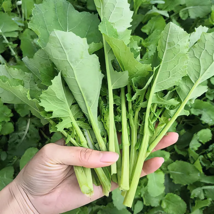 四川油菜尖尖新鲜菜籽芯嫩油菜苔现摘菜薹青菜苔时令蔬菜2/4斤