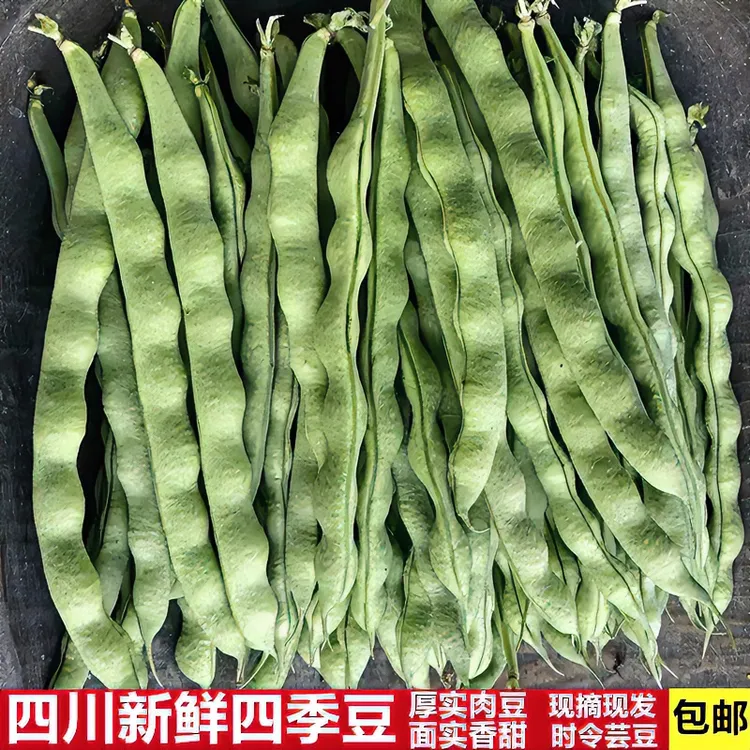 四川四季豆新鲜现摘大青豆荚肉豆角芸农家自种蔬菜2/3/5斤装