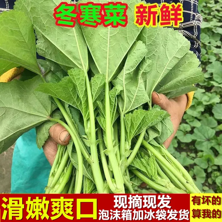 四川新鲜冬寒菜农家冬苋菜时令蔬菜东汉菜野菜钙菜 露天时令蔬菜