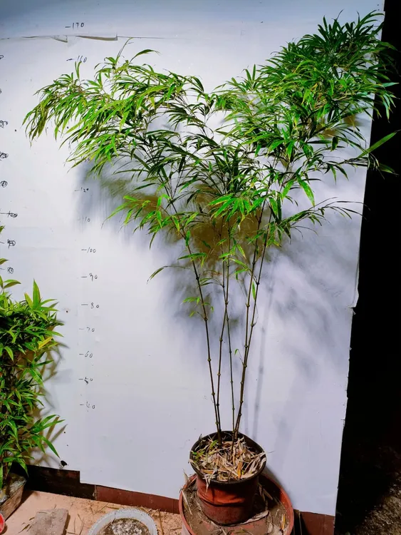 筇竹，算盘竹盆栽苗