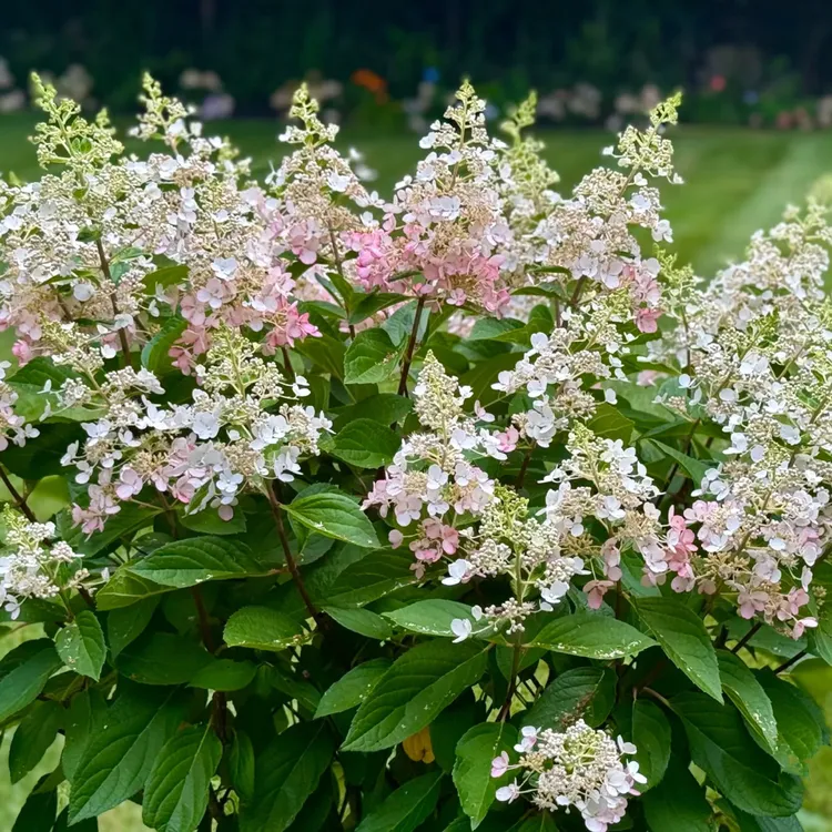 直立圆锥绣球烛光彩眼花园蕾丝