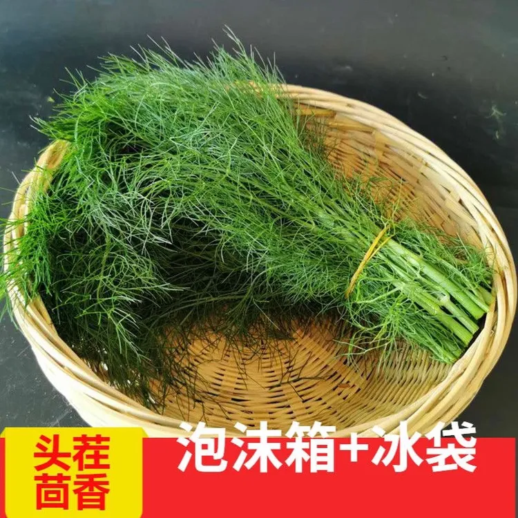 河南小茴香半斤小茴香菜新鲜包邮嫩茴香菜饺子馅新鲜头茬疙瘩汤