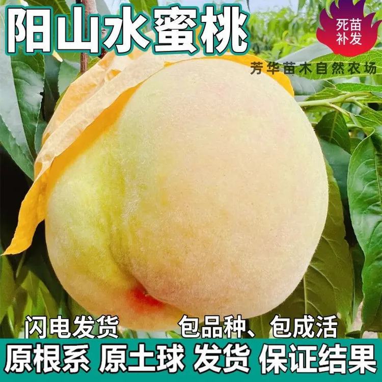 阳山水蜜桃果树苗湖景蜜露地栽庭院阳台盆栽种植嫁接树苗当年结果