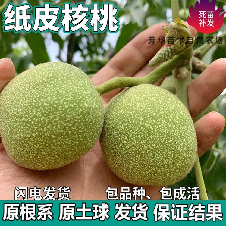 纸皮核桃树苗南北方地栽庭院盆栽种植嫁接薄皮核桃果树苗当年结果