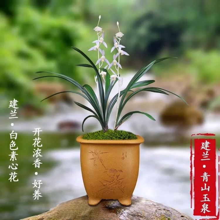 兰花苗建兰【青山玉泉】经典老品种素白花浓香型带花苞绿植盆栽’