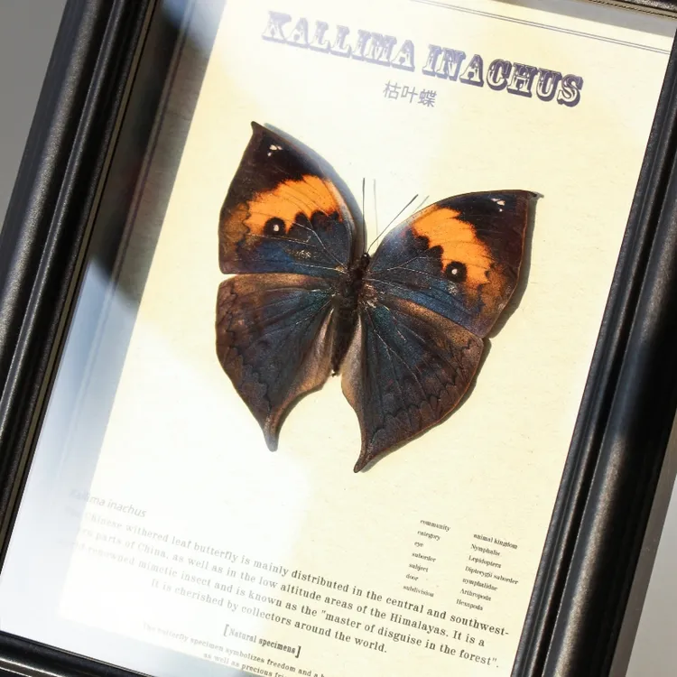 枯叶蝶蝴蝶标本装饰摆件饰品收藏册展示盒艺术品小众简约生日礼物