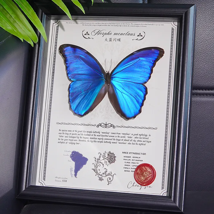 虫森生日礼物大蓝闪蝶Morphomenelaus蝴蝶标本工艺品礼物