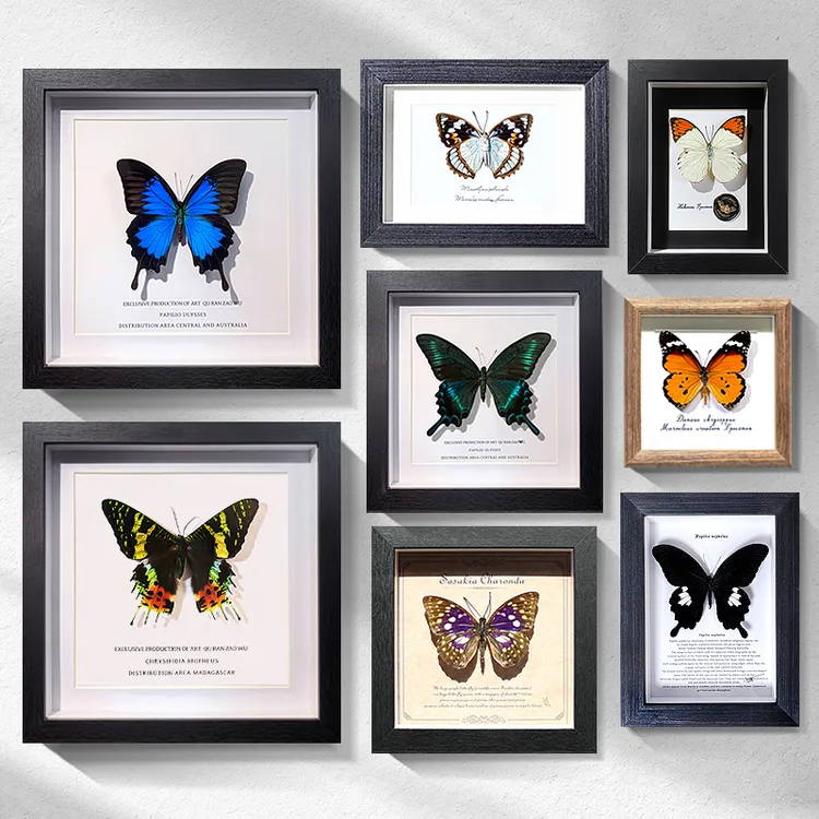 真蝴蝶标本成品相框装饰摆件挂画ins工艺品制作装裱真实手工礼物
