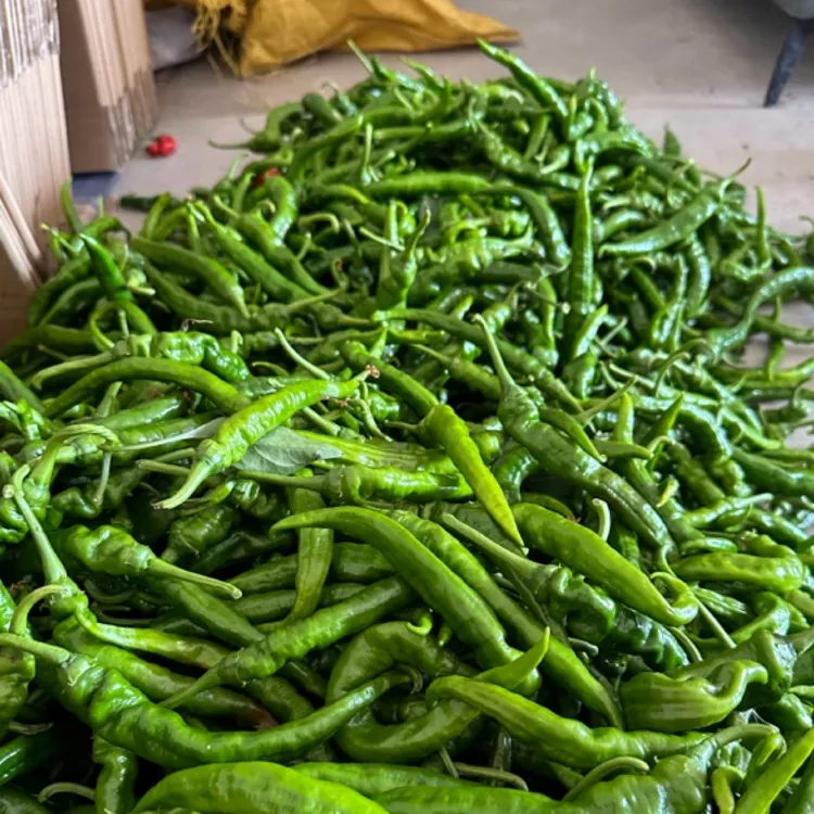 ［特辣］新化吉庆厚皮岭辣椒