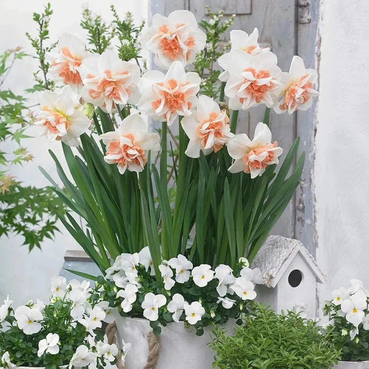 洋水仙种球 耐寒花园庭院阳台植物 多色可选 早春开花 多年生