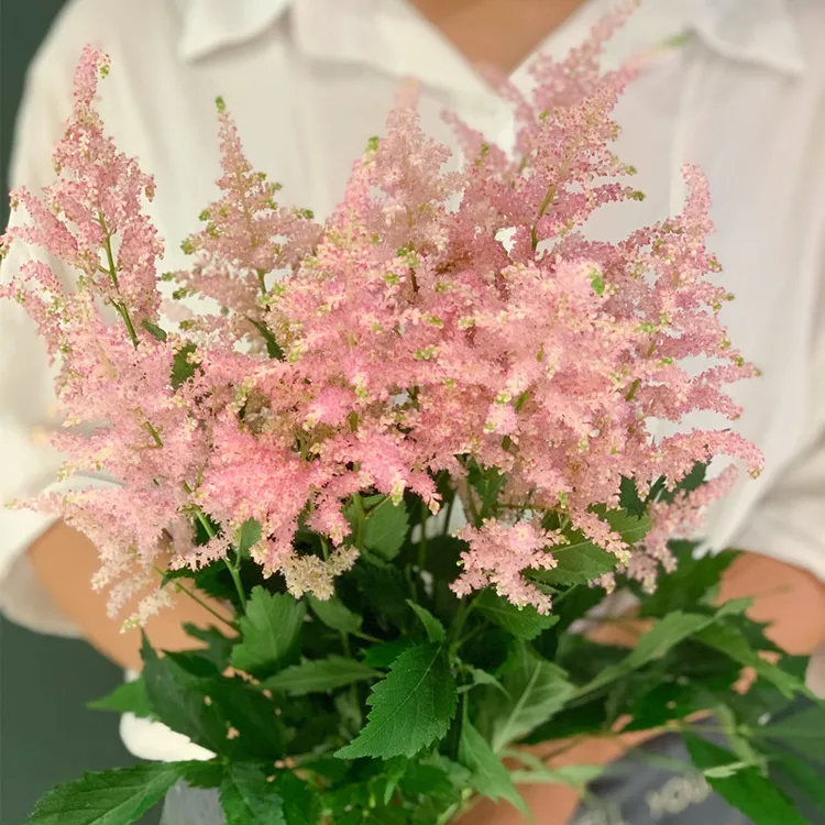 落新妇根茎 耐阴耐寒 庭院花园植物 多色可选