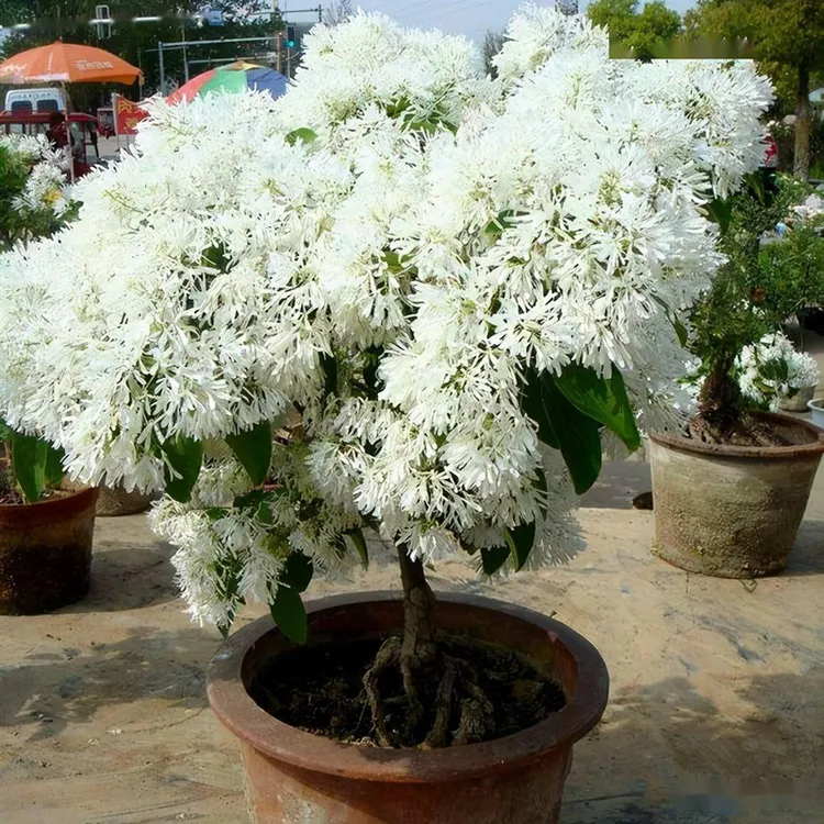 流苏树 人工种植 耐寒庭院花园植物 白色花量大好养 裸根