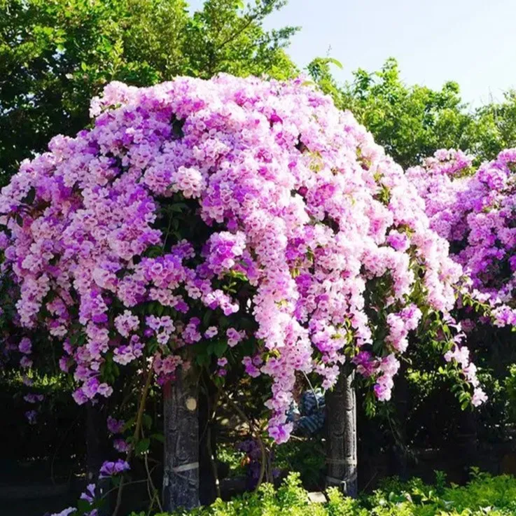 藤本植物 蒜香藤耐热耐晒 紫铃藤 庭院爬藤变色植物