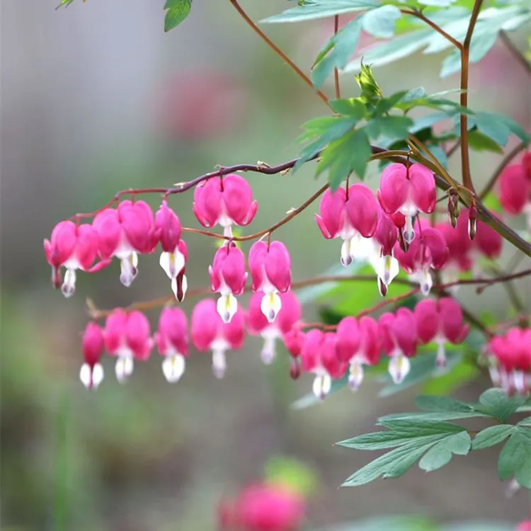 荷包牡丹 多年生耐寒植物  心形花朵 粉色早春开花  庭院花园宿根