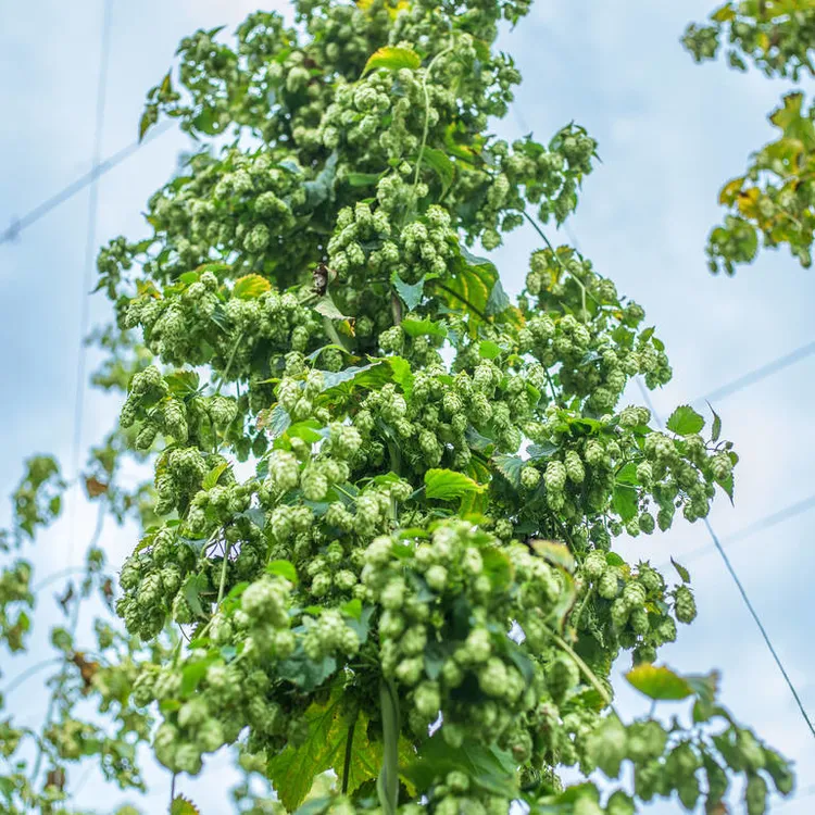 啤酒花 耐寒庭院花园藤本植物 绿色花 多年生观赏盆栽绿植