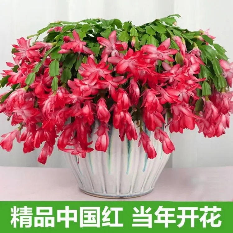 红色蟹爪兰盆栽绿植 耐旱花卉室内阳台好养南方北方