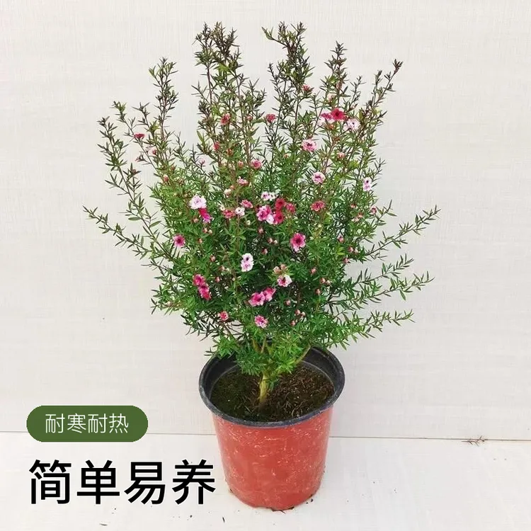 松红梅盆栽花卉桌面绿植花室内室外红色粉色重瓣耐寒耐热开花植物
