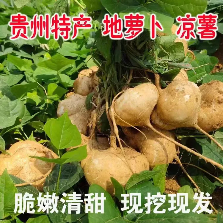贵州地萝卜凉薯地瓜凉薯新鲜新现挖白地瓜贵州沙葛土瓜3/9斤