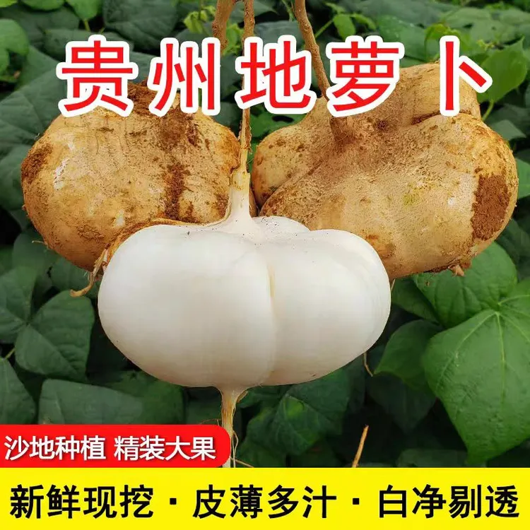 贵州地萝卜白薯新鲜现挖白地瓜蔬菜水果沙葛土番薯3/5/9斤包邮