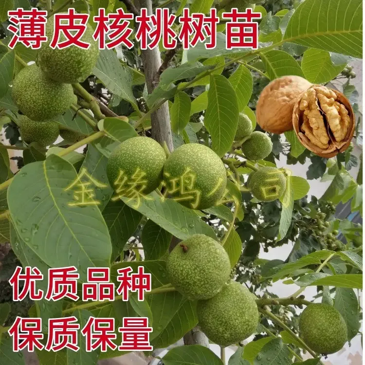 核桃树苗南方北方种植核桃苗嫁接果树苗纸皮薄皮幼苗地栽当年结果