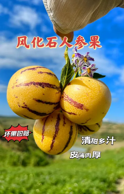 精选新鲜云南树上熟风化石人参果长寿果皮薄肉厚清甜多汁5斤礼盒.