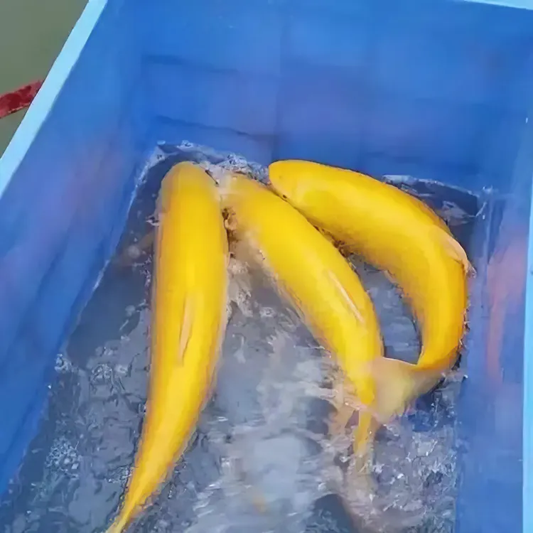 金丝草鱼渔场直发现捞