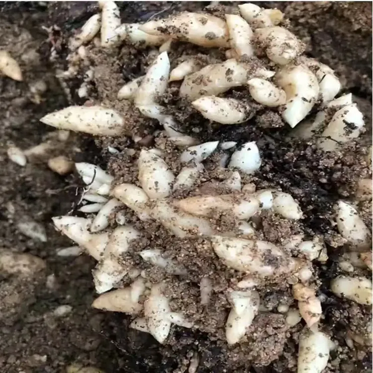 贵州普安高山林下乌天麻零代种周边县市适种