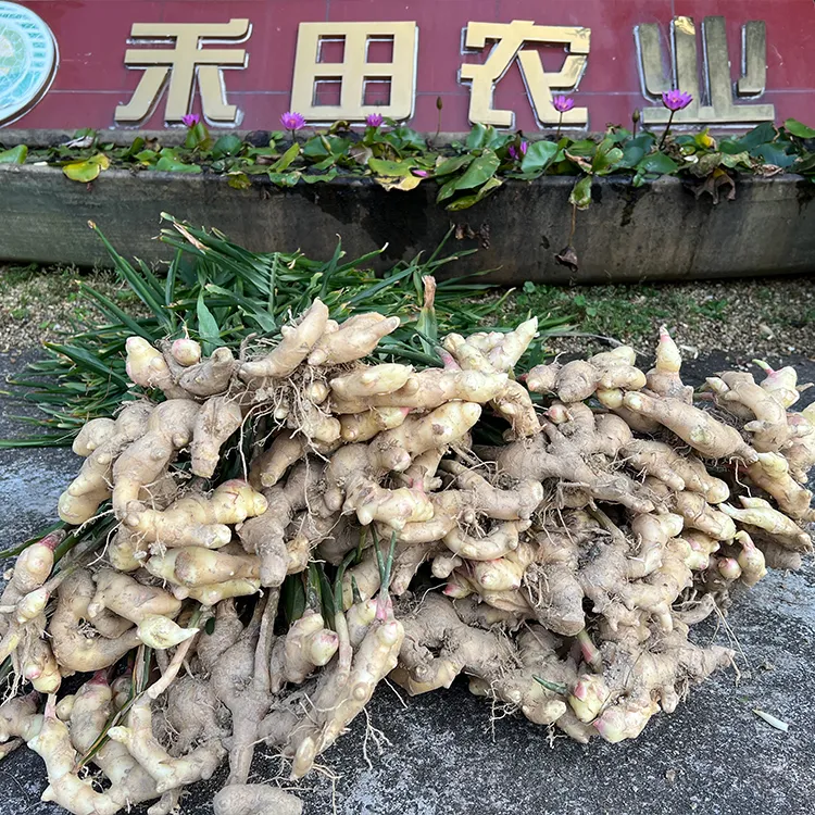 种田婆正宗合水生姜老姜粉嫩无渣