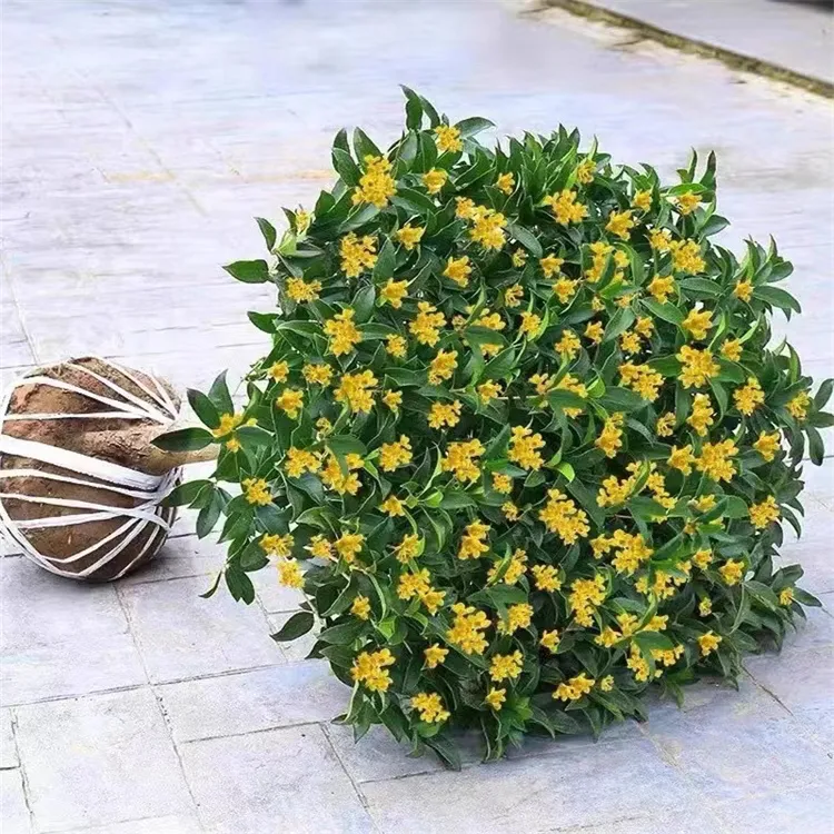 树苗四季桂盆栽可食用开花不断室内阳台庭院浓香型花卉大植物