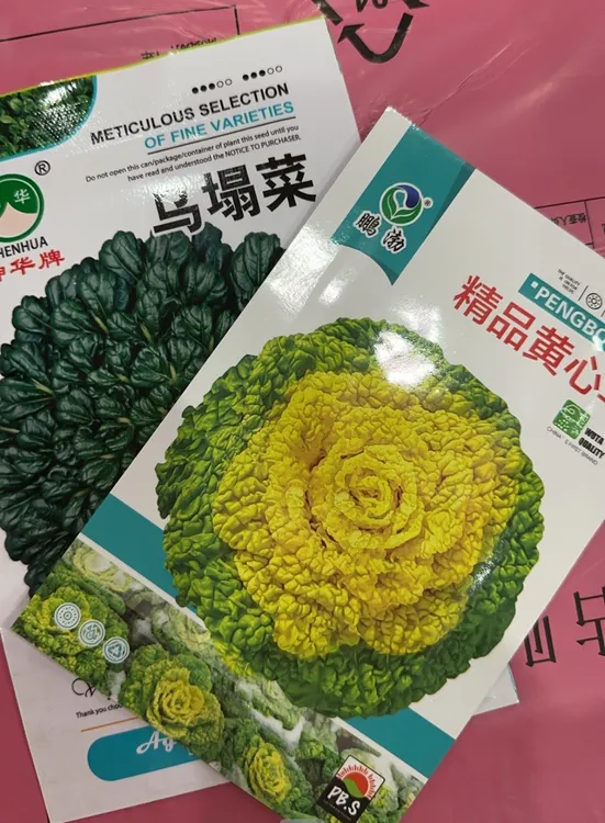 乌塌菜种子拍一发二（一黄一绿）