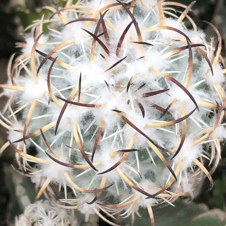仙人球顶花球钢钉苗接袖普