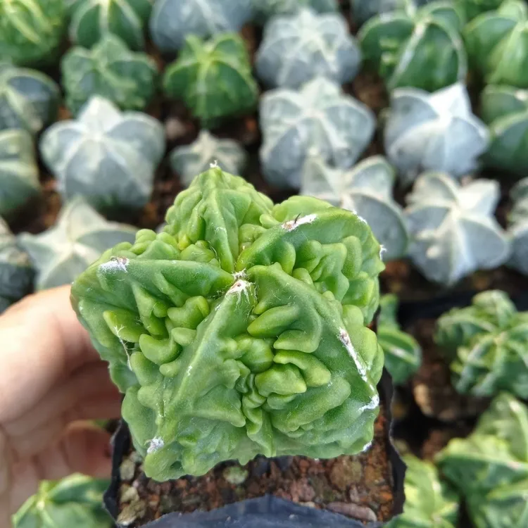 仙人球实生核桃鸾凤玉