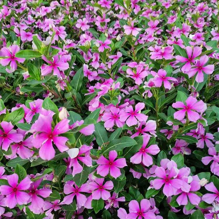 花种子四季开花五叶梅四季梅天天开花日日春易活阳台盆栽庭院花籽