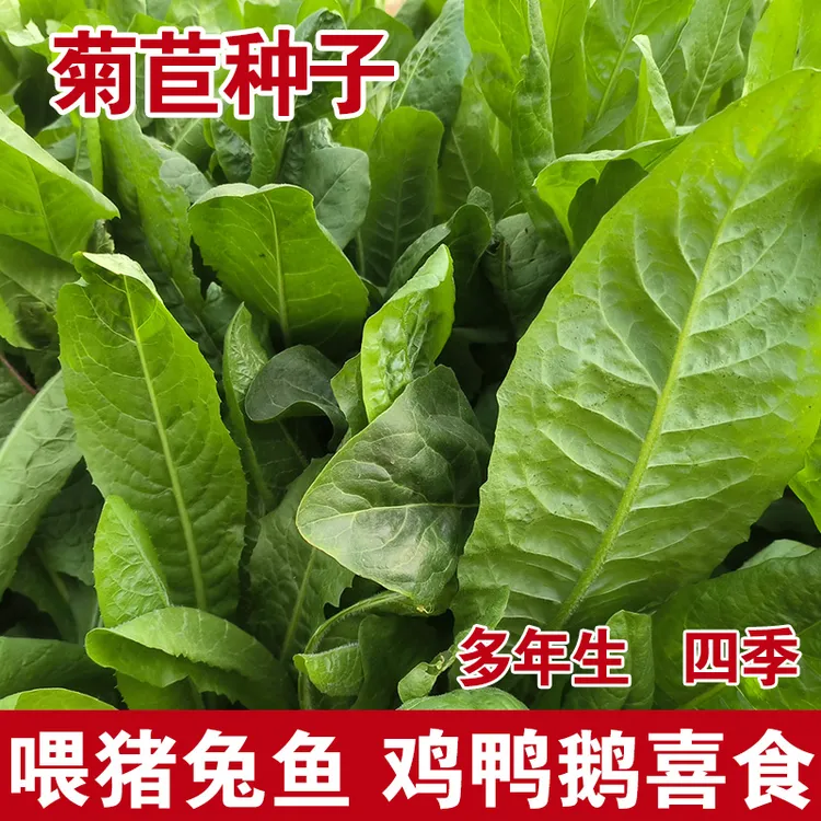 菊苣草种子养殖大叶多年生四季牧草种子羊牛兔鸡鸭鹅猪草种鱼再生