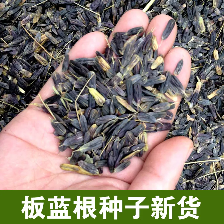 板蓝根种子春季大青叶种板蓝根籽种四季种植播种夏季大面积耐旱