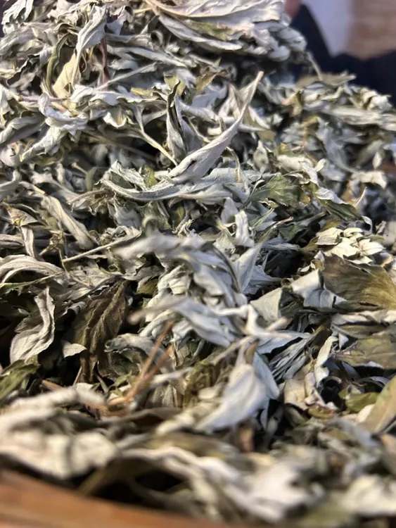 湘西野生艾叶高山采摘 自然晒干