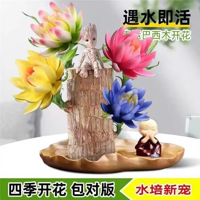 巴西木幸运木开花客厅植物室内水养绿植网红格鲁特小树人四季家居