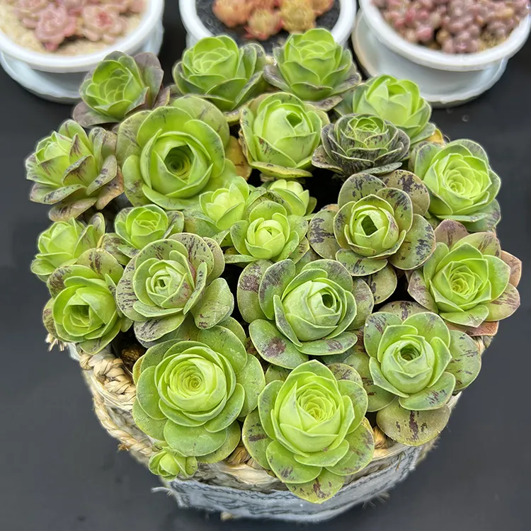 玫瑰10颗+花篮+2大包土 多个体基因优选 拉丝锦多肉植物【520礼物】