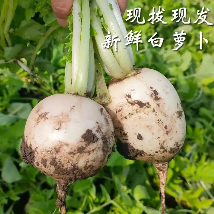无为小萝卜白萝卜圆萝卜3斤4斤5斤
