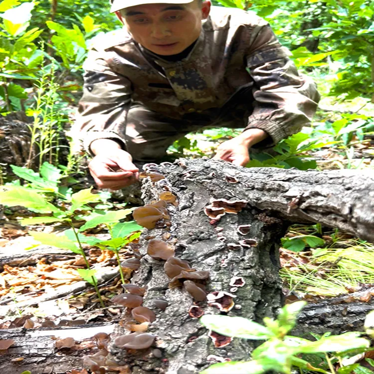 东北山里天然生长木耳炒鸡蛋炒葱丝炒肉包陷涮火锅凉拌（秋木耳）