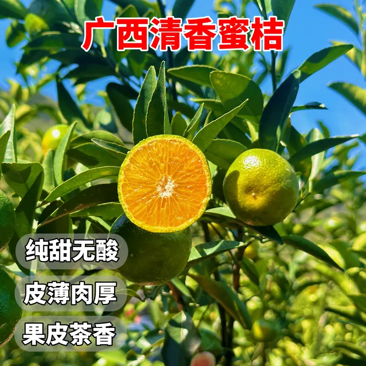 广西清香橘正宗高山桂林清香蜜桔清香茶橘新鲜橘子巴西柑纯甜桔子