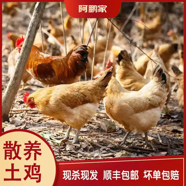 （2只老母鸡中秋特惠）苏北散养2年黑脚黄油土老母鸡 净重5-6斤包邮
