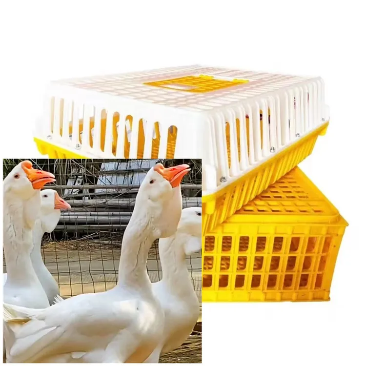 【专属补贴】 白色图卢兹特鹅（出壳5天） 肉质鲜美塑料筐发货
